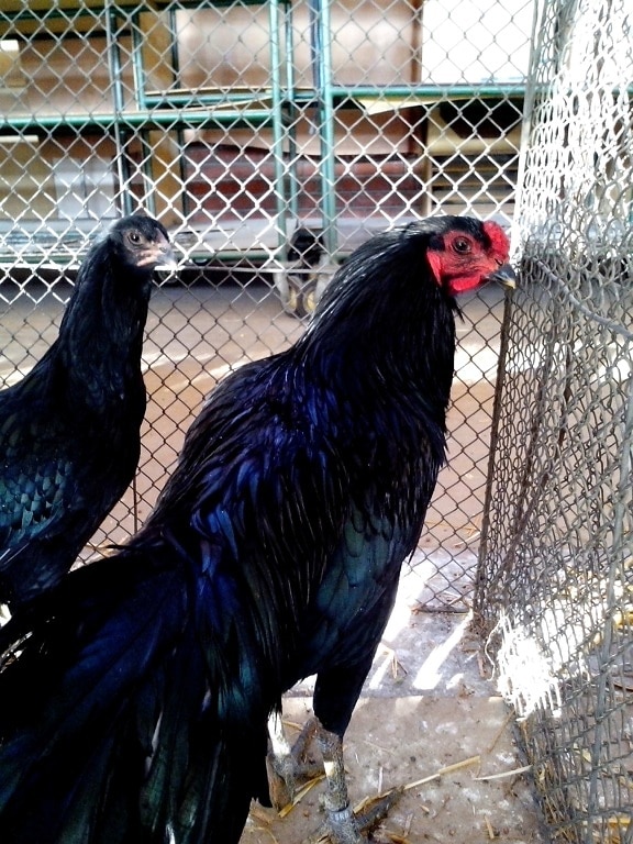 negro, decorativo, gallo, gallina