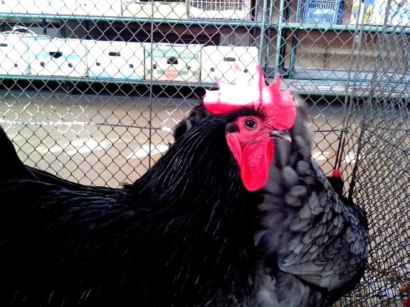 black-domestic-chickens-550x413.jpg