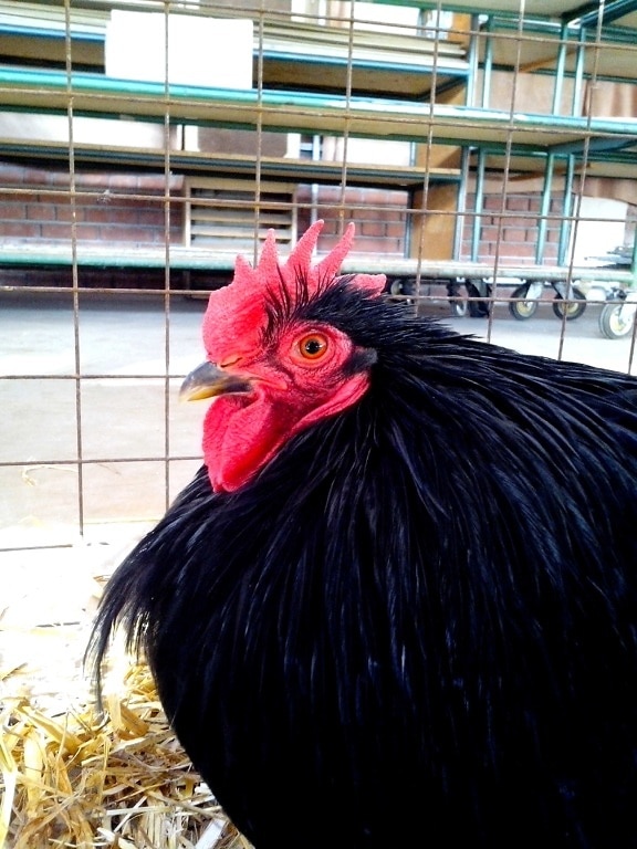 black, rooster