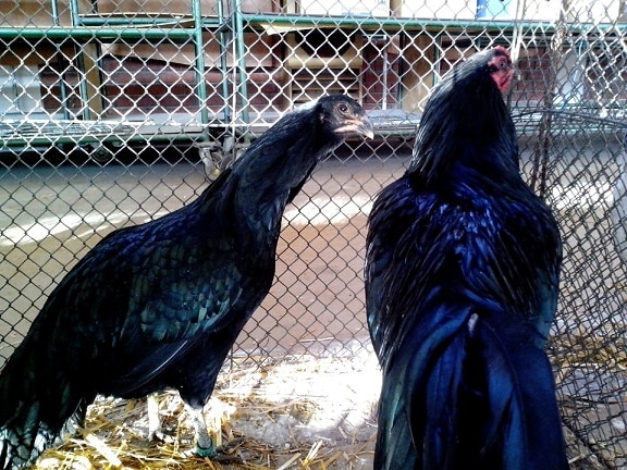 negro, gallo, pollo, brillante, plumaje