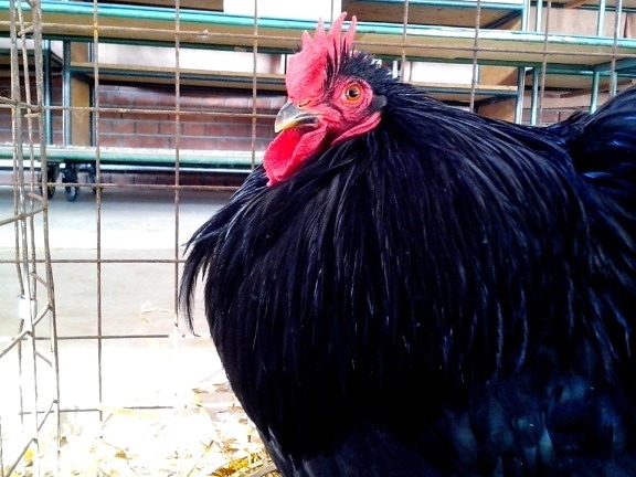 black, rooster, red, head