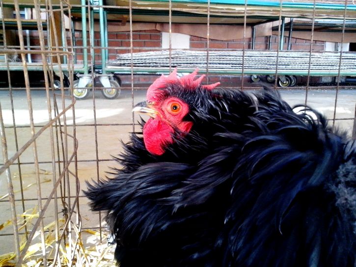 chicken, fluffy, feathers