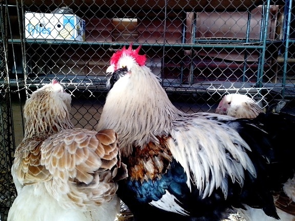 colorido, pollo doméstico, gallo