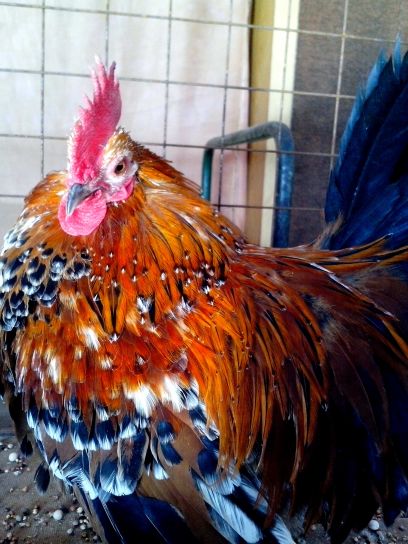 colorful, orange, red, rooster