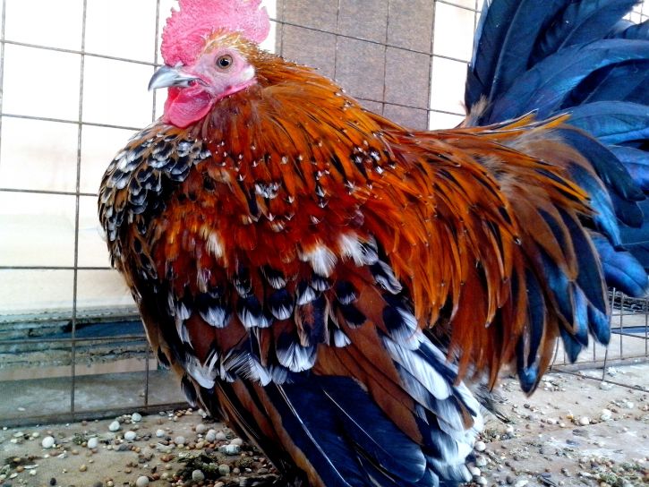 colorful, rooster, bird
