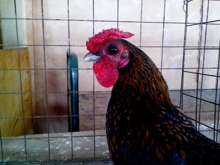 dark, brown, rooster