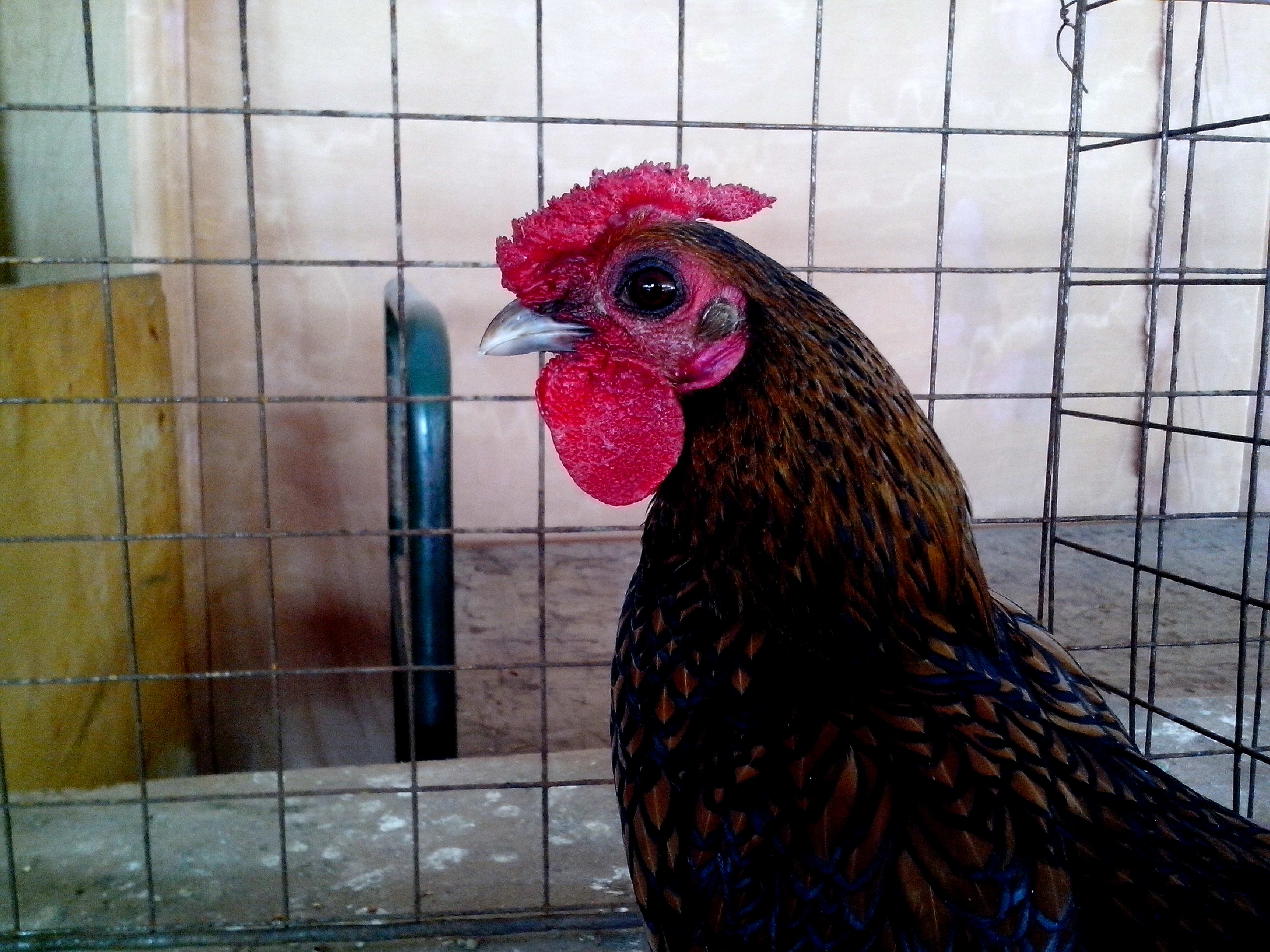 Free Picture Dark Brown Rooster