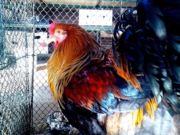 decorative, poultry, rooster