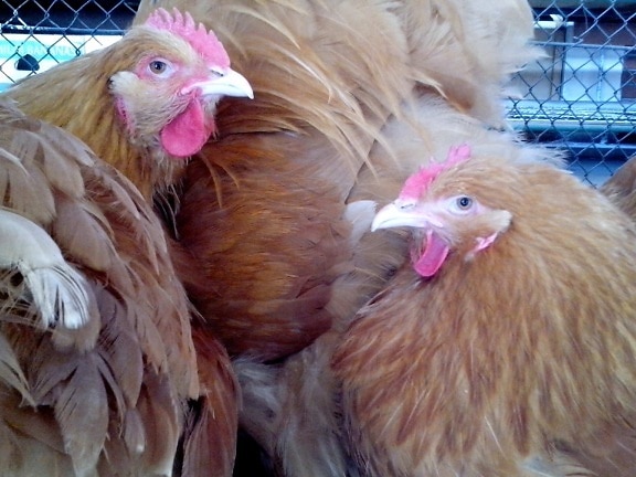 poulets domestiques, cage