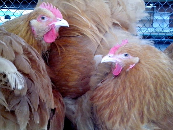 domestic chickens, cage