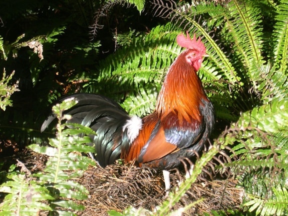 rooster, bird
