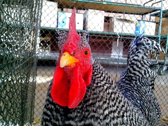 rooster, bright red, cheeks, crest, head