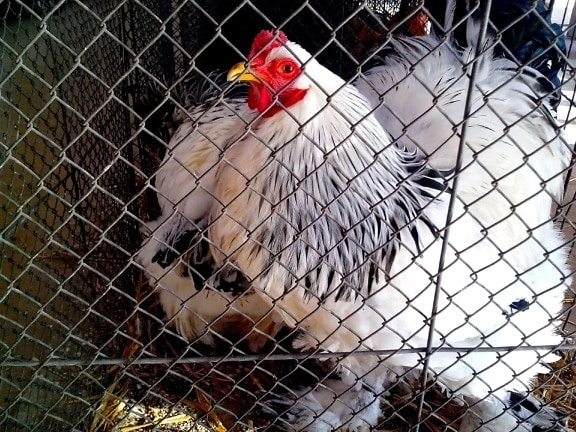 coq, poulet, exposition d'oiseaux