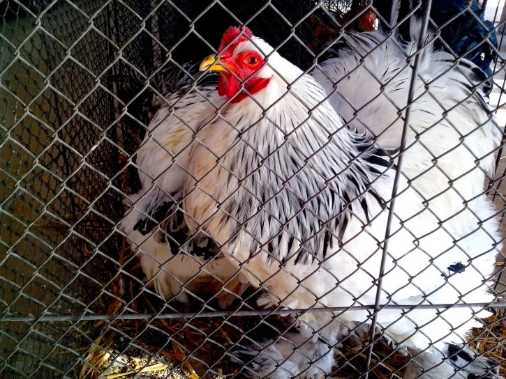 rooster, chicken, bird exposition