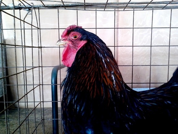 rooster, dark, plumage