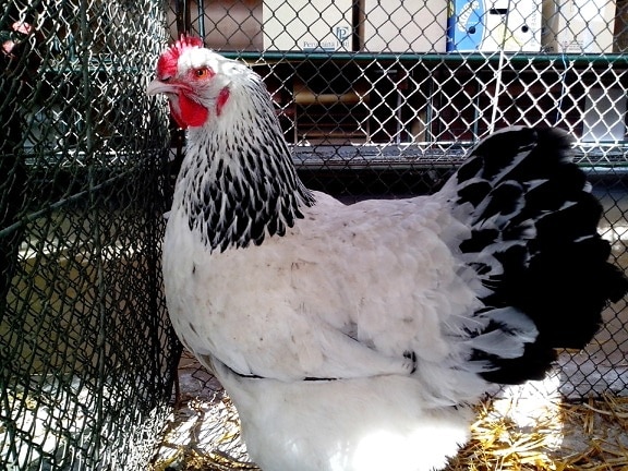 rooster, nice, white, feathers