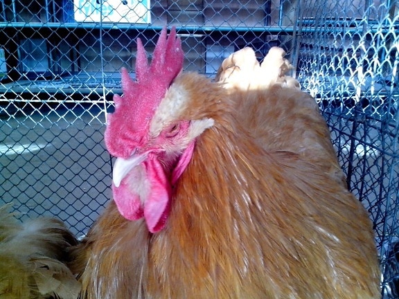 head, rooster