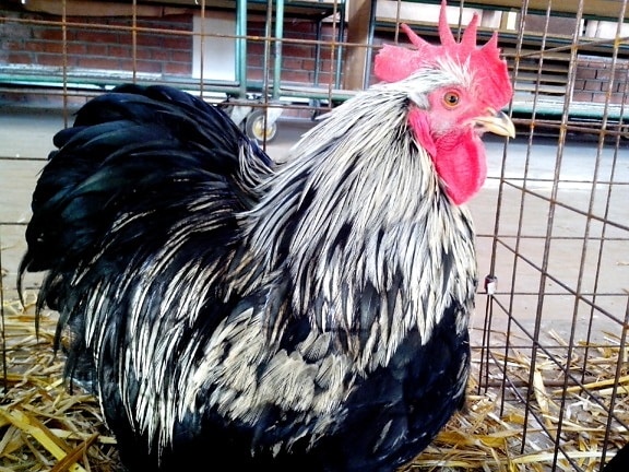 white, black, rooster, posing