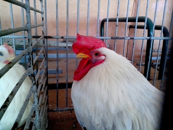 white, domestic rooster