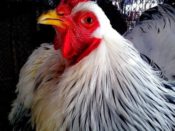 white, rooster, face, close