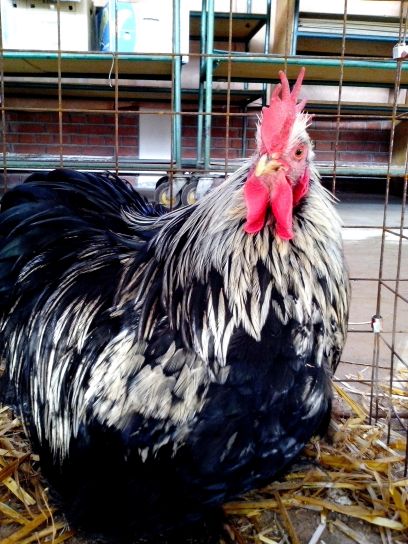 white, rooster, plumage, feathers