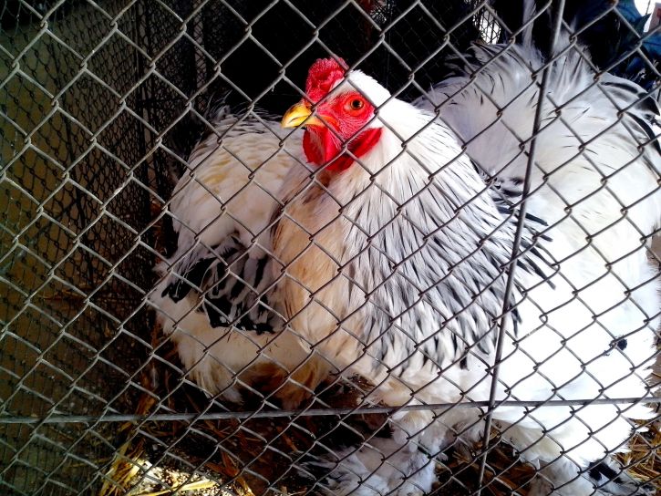 white, rooster, chicken, cage