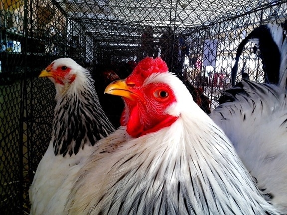 white, rooster, chicken