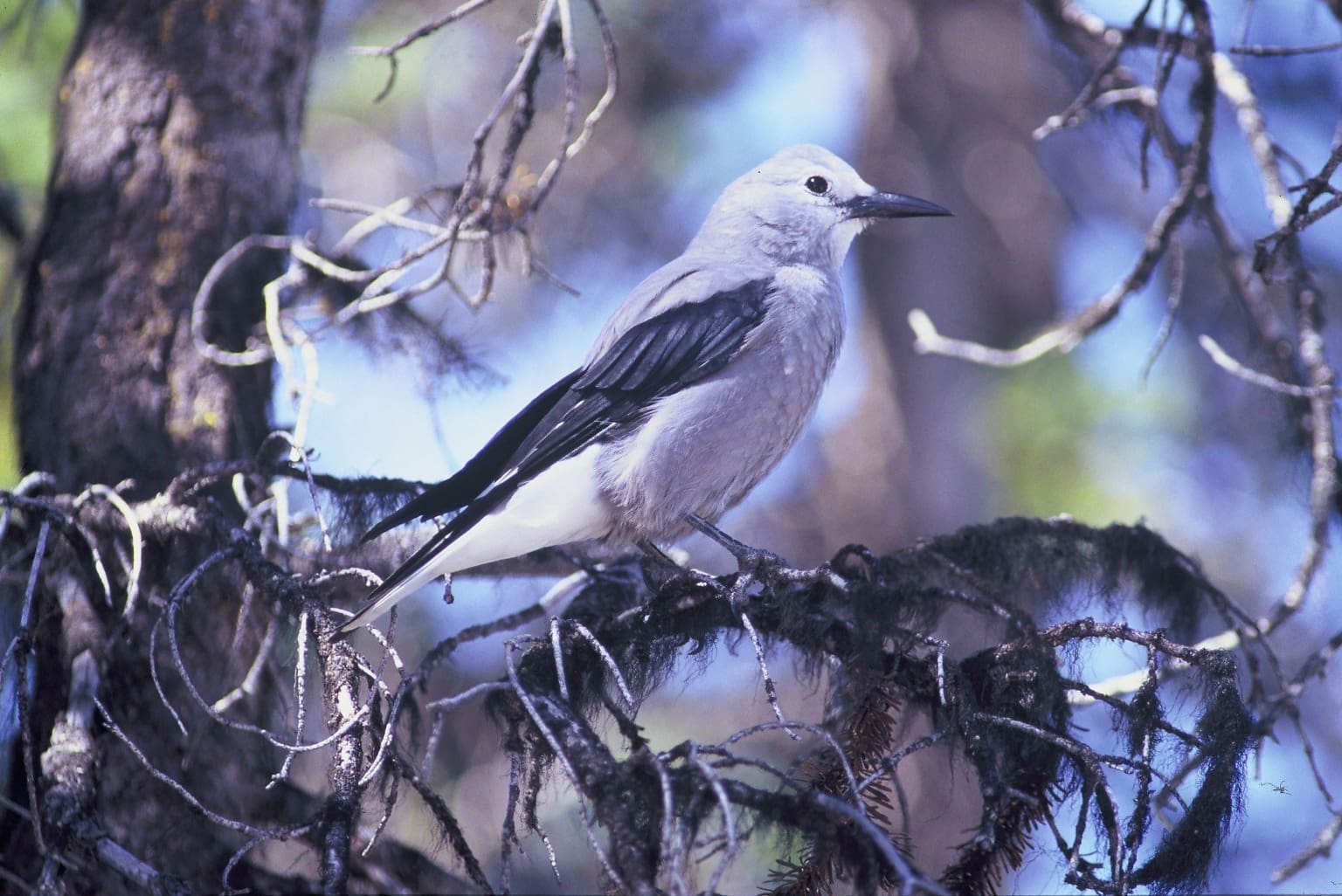 Птицы распространены. Птицы США. Ясень птица. Clark's Nutcracker. Птица дерево лиса жемчуг.