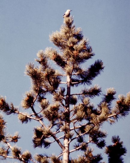 clarks, nutcracker, nucifraga columbiana, photographed, tree