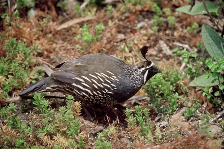 up-close, california, quail, bird