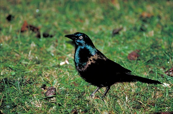common, black, grackle, bird