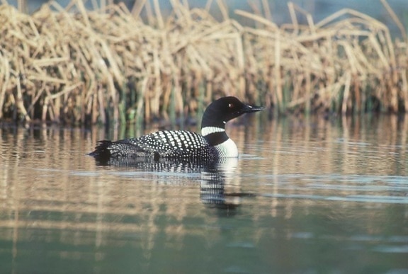 common, loon, water