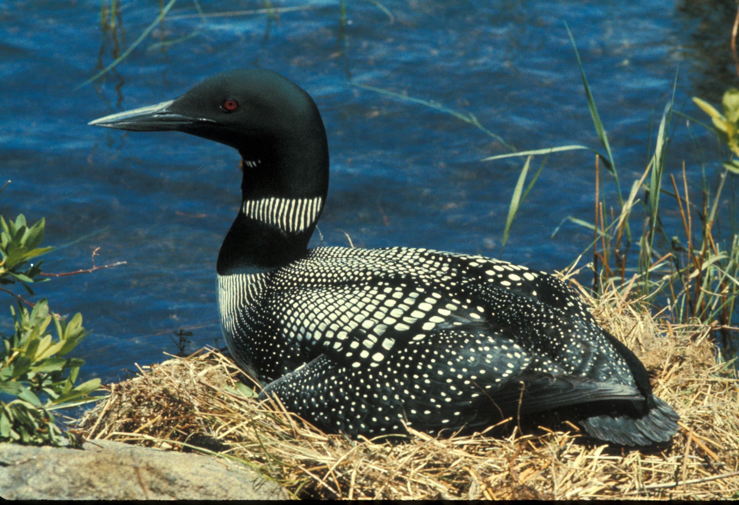 Free picture common, loon