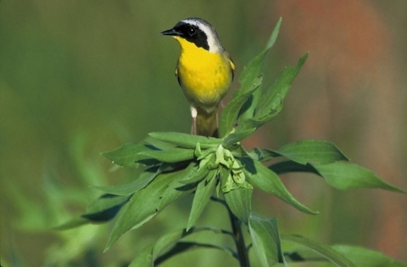 común, yellowthroat, pájaro
