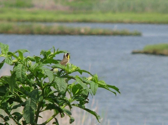 Загальні yellowthroat птах, geothlypis trichas, Буш