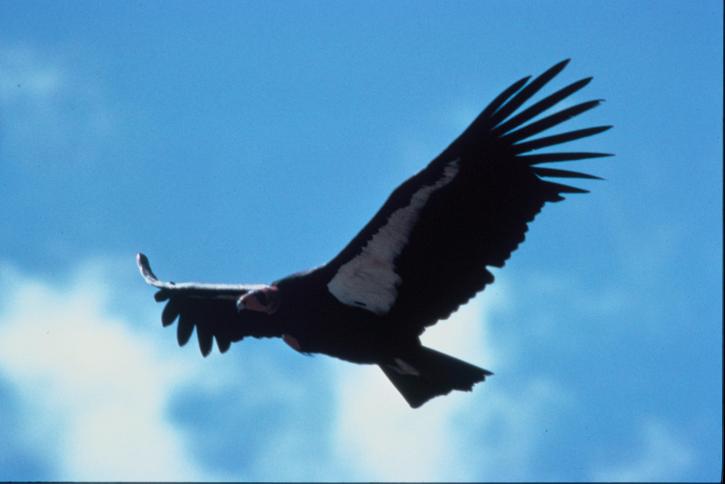 adult, condor, flight