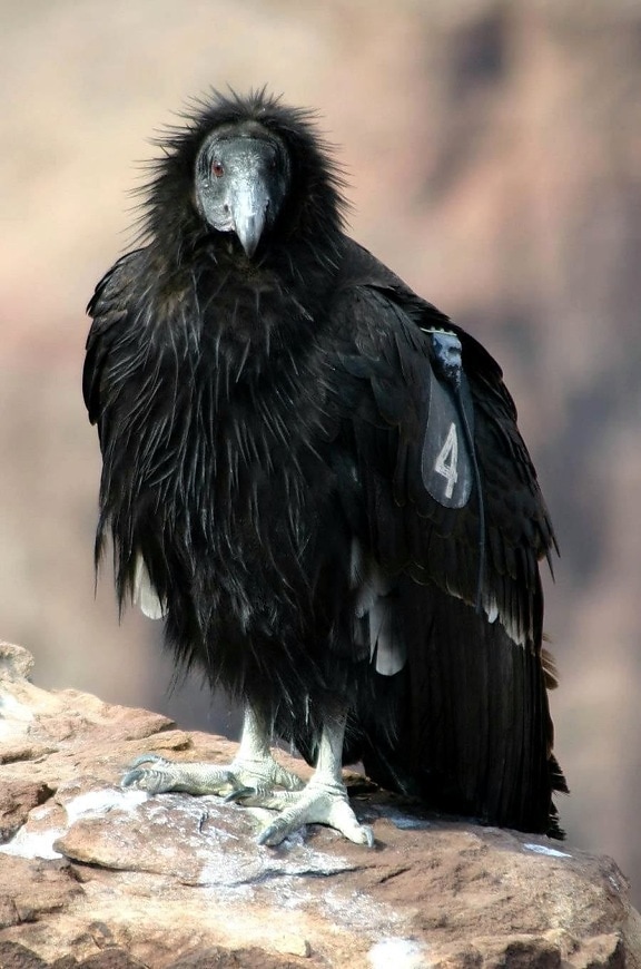 california, condor, black, bird