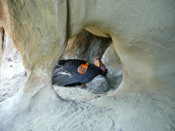 カリフォルニア コンドル、ひよこ、巣の洞窟します。