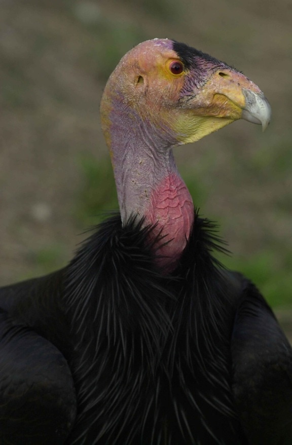 California, condor, khuôn mặt, đầu, gymnogyps californianus