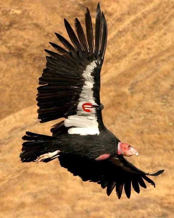 Kalifornia, condor, lentää