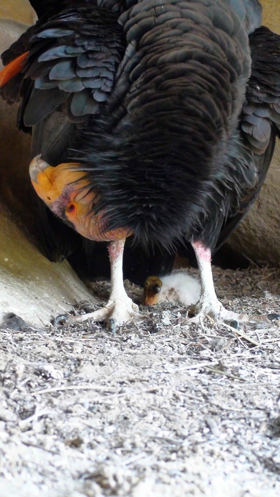 california, condor, protecting, chick, nest, cave