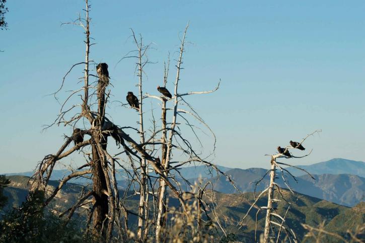 Kalifornia, kondorov roosting, strom, zachytáva
