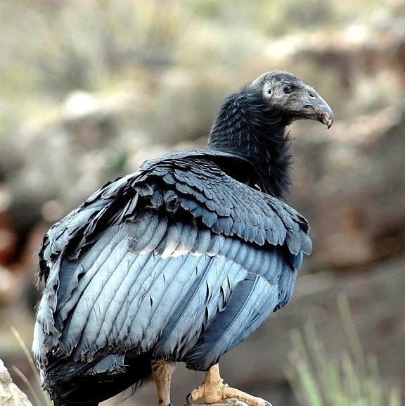 condor, bird