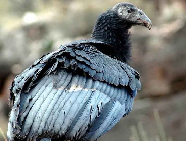 Кондор vultur gryphus