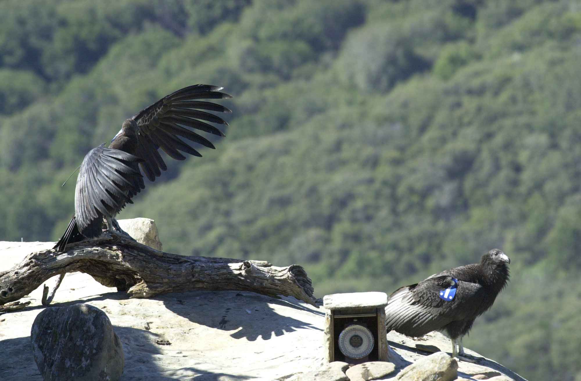 Free picture: condors, release