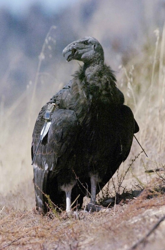 Tagged, madár, gymnogyps californianus, árván, Kalifornia, a condor