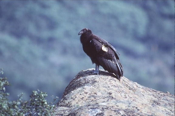 tagged, california, condor, bird, rock