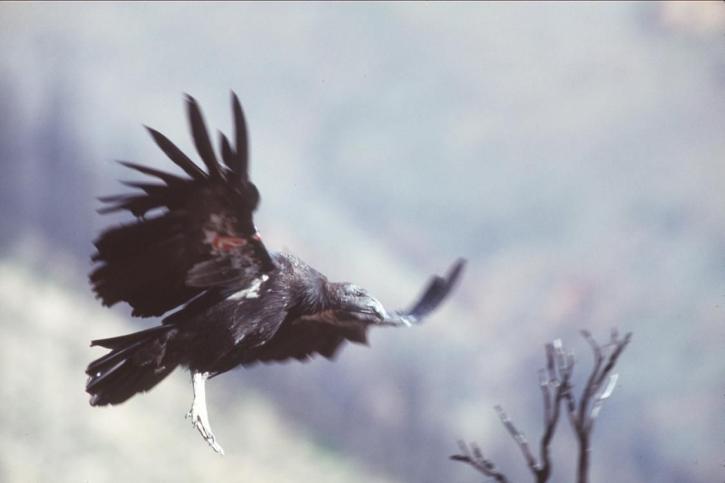 Značkovaným california, condor, let