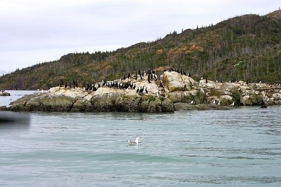 cormorants, gulls, sea, rock