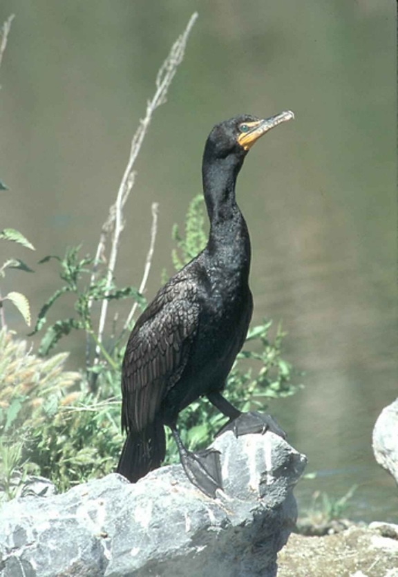 black, cormorant, rock, water